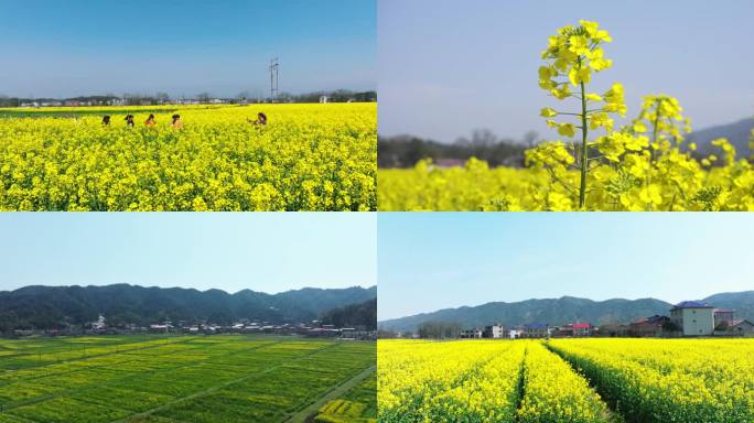 春季看油菜花开