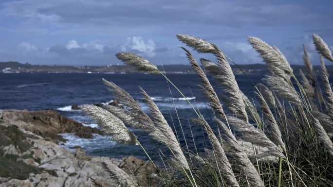 风的低语:潘帕斯草原和海浪