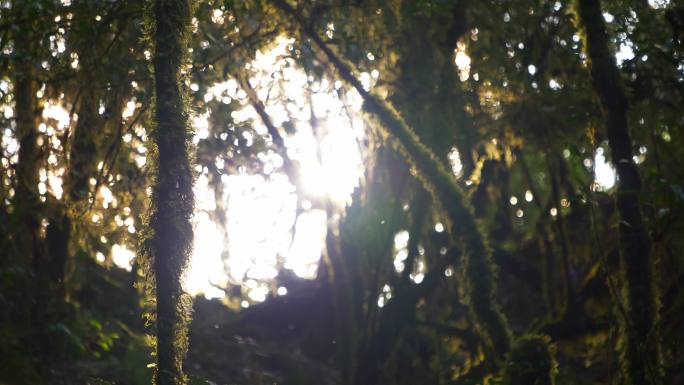 树林苔藓植被光影