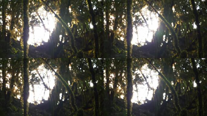 树林苔藓植被光影