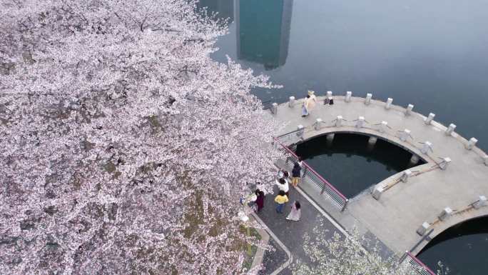 武汉西北湖樱花