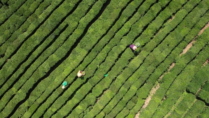 惠州博罗柏塘镇茶园风光