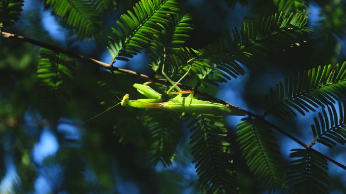 夏天树林中枝叶上的螳螂