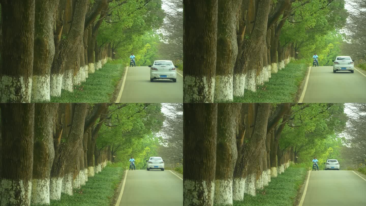 车辆穿越树林里的道路
