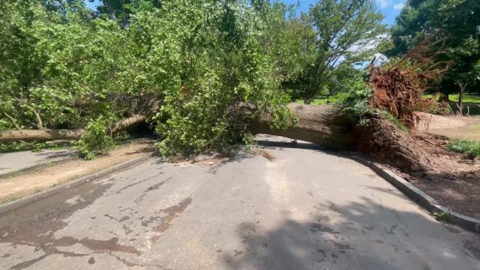 跟踪镜头显示，一棵巨大的硬木树在暴风雨后被连根拔起