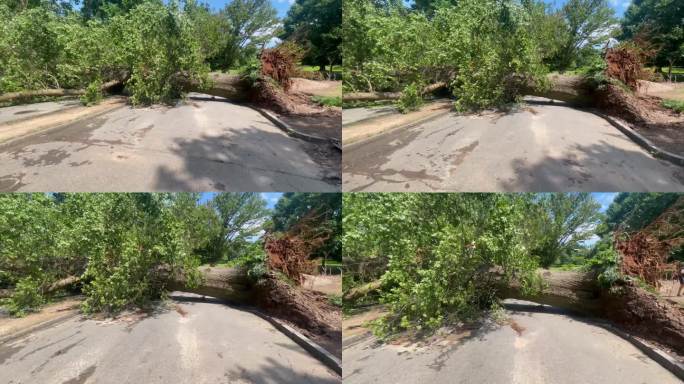 跟踪镜头显示，一棵巨大的硬木树在暴风雨后被连根拔起
