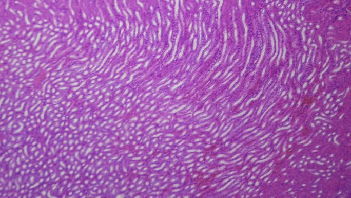 医学研究。显微镜下的肾脏。放大100倍。组织学和细胞学诊断。血液净化，调节体内化学平衡