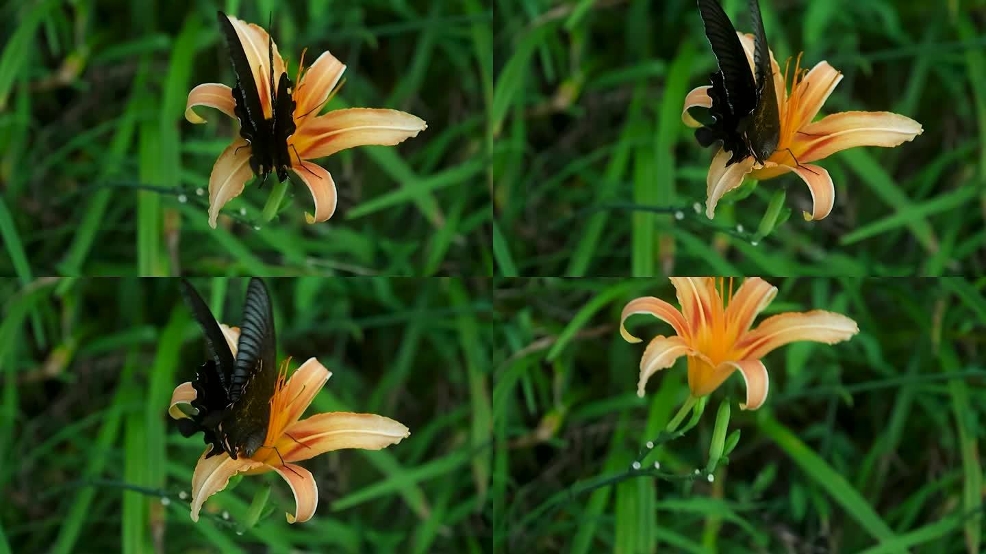 花丛中蝴蝶飞舞爬行慢镜头