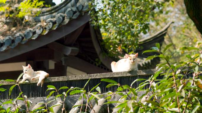 中式古典园林中的小猫