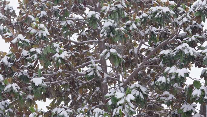 冬季下雪天树枝上的白雪