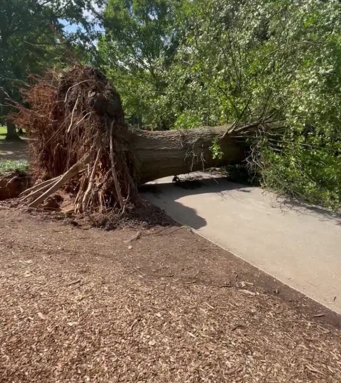 暴雨过后，公园里的一棵古树被连根拔起