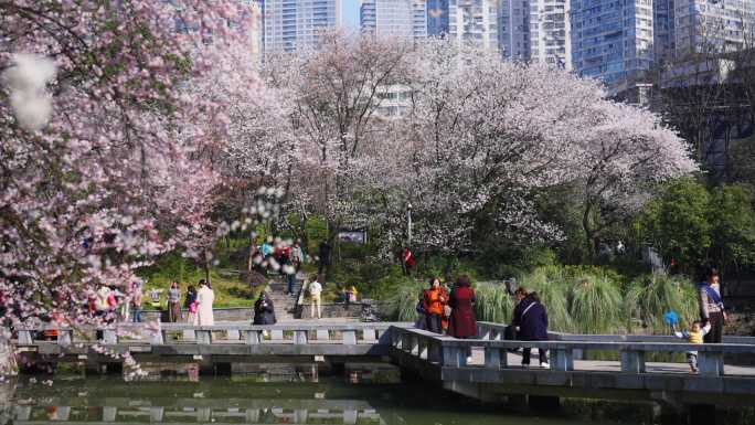 樱花花开游客拍照樱花树意境实拍