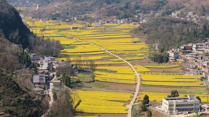 美丽乡村阳春三月花开唯美油菜花金色田园2