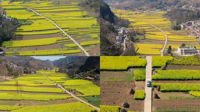 美丽乡村阳春三月花开唯美油菜花金色田园2