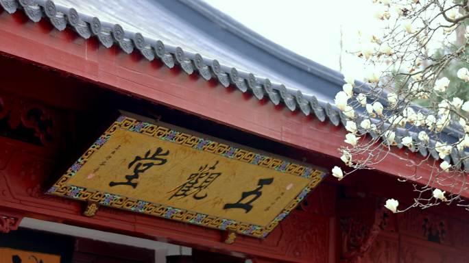 杭州法喜寺500年白玉兰盛放