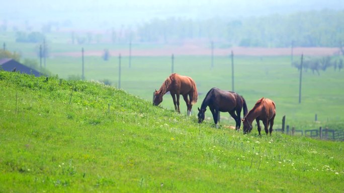 三匹漂亮的马在田野里。农业的概念。食物。强大的动物。棕色的马。高品质4k画面