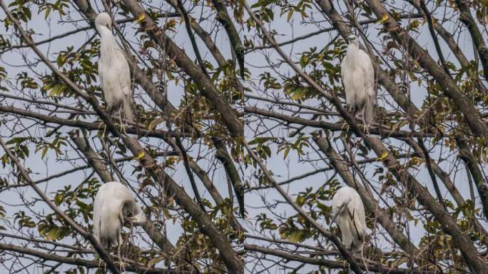 白鹭在树上休息自然保护区公园大树春天花开