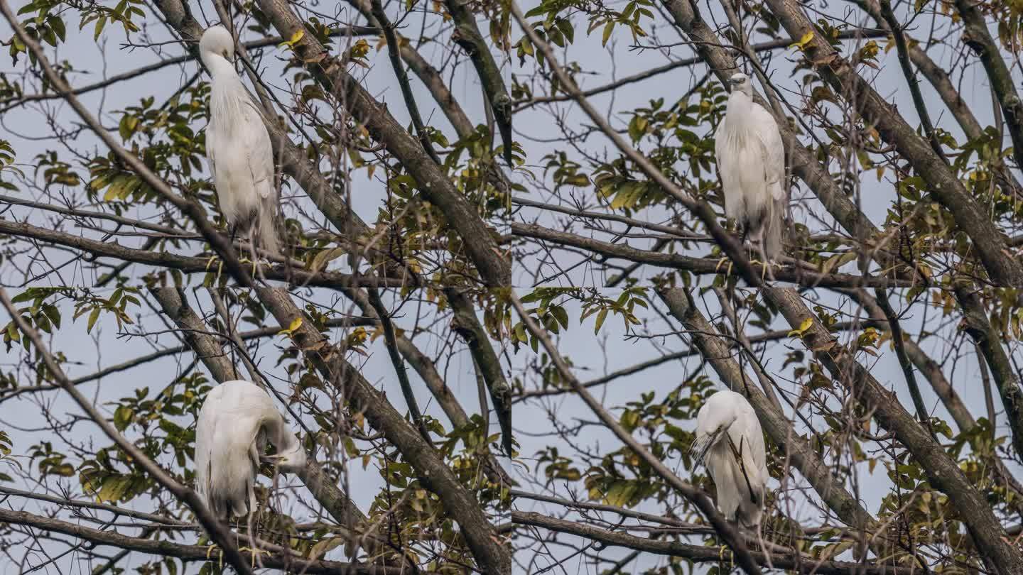 白鹭在树上休息自然保护区公园大树春天花开