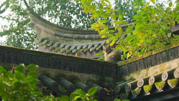 中式古典园林中的小猫