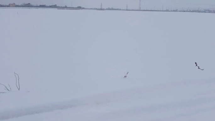 大雪后的大地