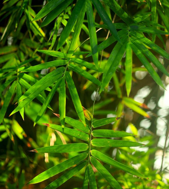 阳光照进湖水边的竹林，光芒发射在竹叶上