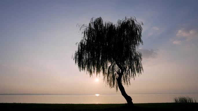 骆马湖网红树 孤独的树
