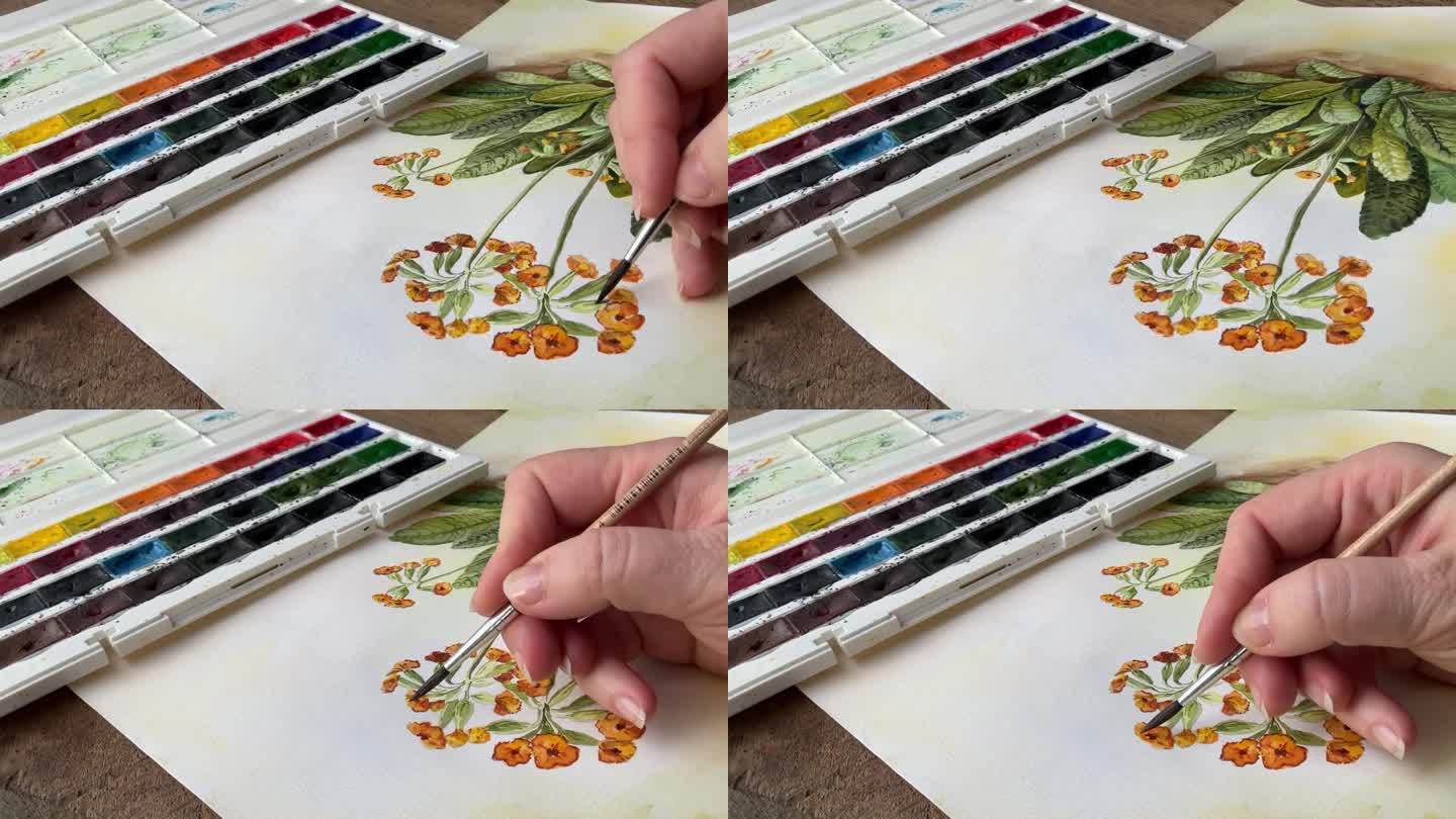 女性手绘水彩画与刷水彩花卉艺术视频。调色板上的背景。报春花田野，草地，鲜花和草。