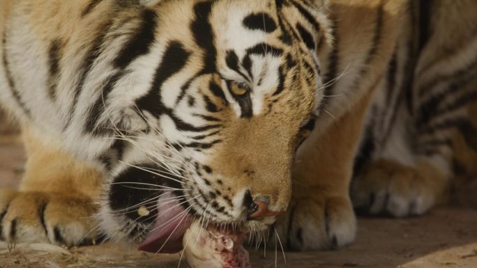 凶狠的老虎在近距离吃他的食物