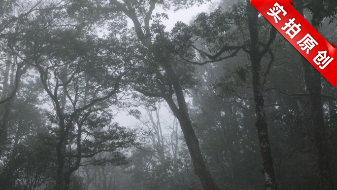 山间森林雾景雾气逆光鸟树枝树干