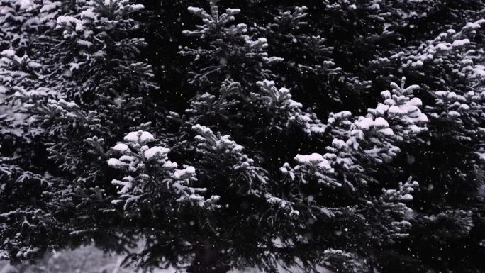 森林里大雪纷飞时的慢动作树木，忧郁的电影镜头