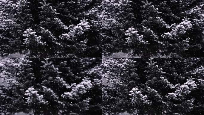 森林里大雪纷飞时的慢动作树木，忧郁的电影镜头