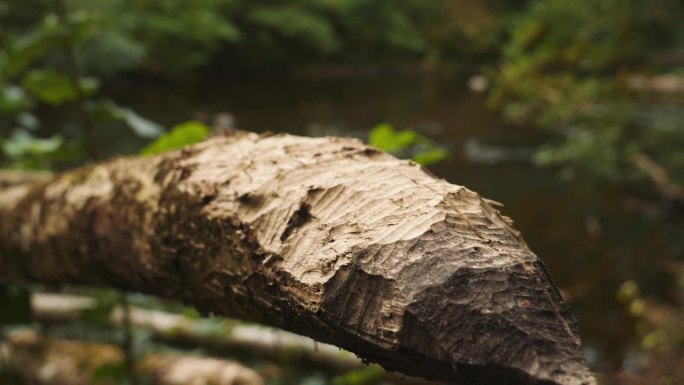 海狸啃木头，森林背景，特写