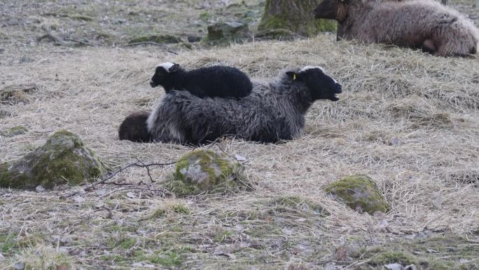 羊妈妈背着小羊，羊在反刍和休息，倾斜射击