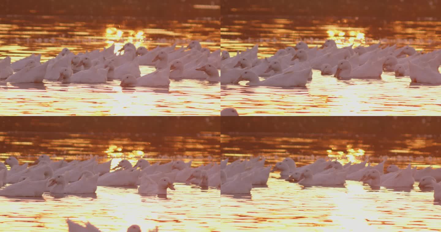 实拍鸭子在水中戏水