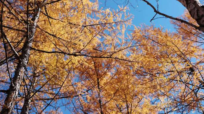 秋天大兴安岭地区蓝天下的金色树林
