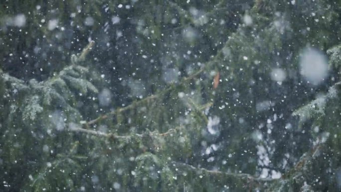 大风期间的暴风雪山区森林冬季降雪极端天气条件。公园里有大雪，下着大片的雪，暴风雪，暴风雪。