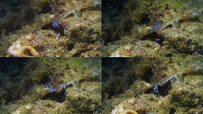 令人难以置信的橙、黑、蓝三色裸鳃海蛞蝓在海底对抗强大的洋流。