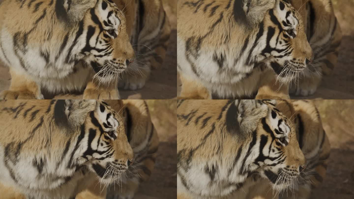 美丽凶恶的老虎横看