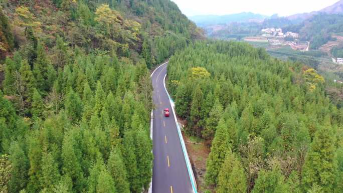 贵州山区松树林中的公路