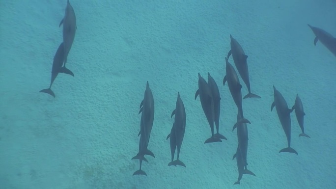 在沙滩底部附近，一群活泼的海豚在清澈的水中嬉戏。