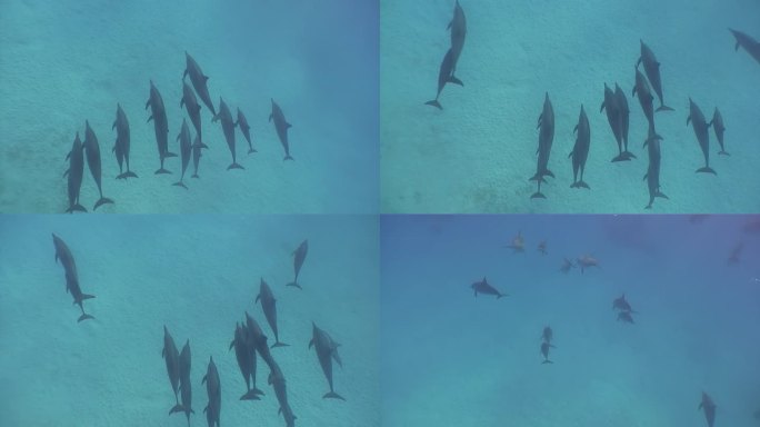 在沙滩底部附近，一群活泼的海豚在清澈的水中嬉戏。