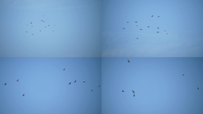 蓝天白云-天空翱翔的鸽子-鸟群