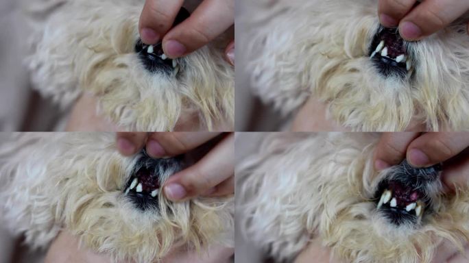 宠物狗有门牙蛀掉，是口腔护理不良的结果