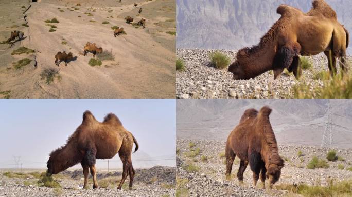 新疆戈壁滩野骆驼群A