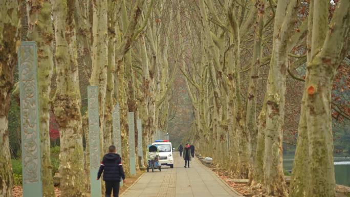 贵州花溪公园黄金大道的冬天梧桐树