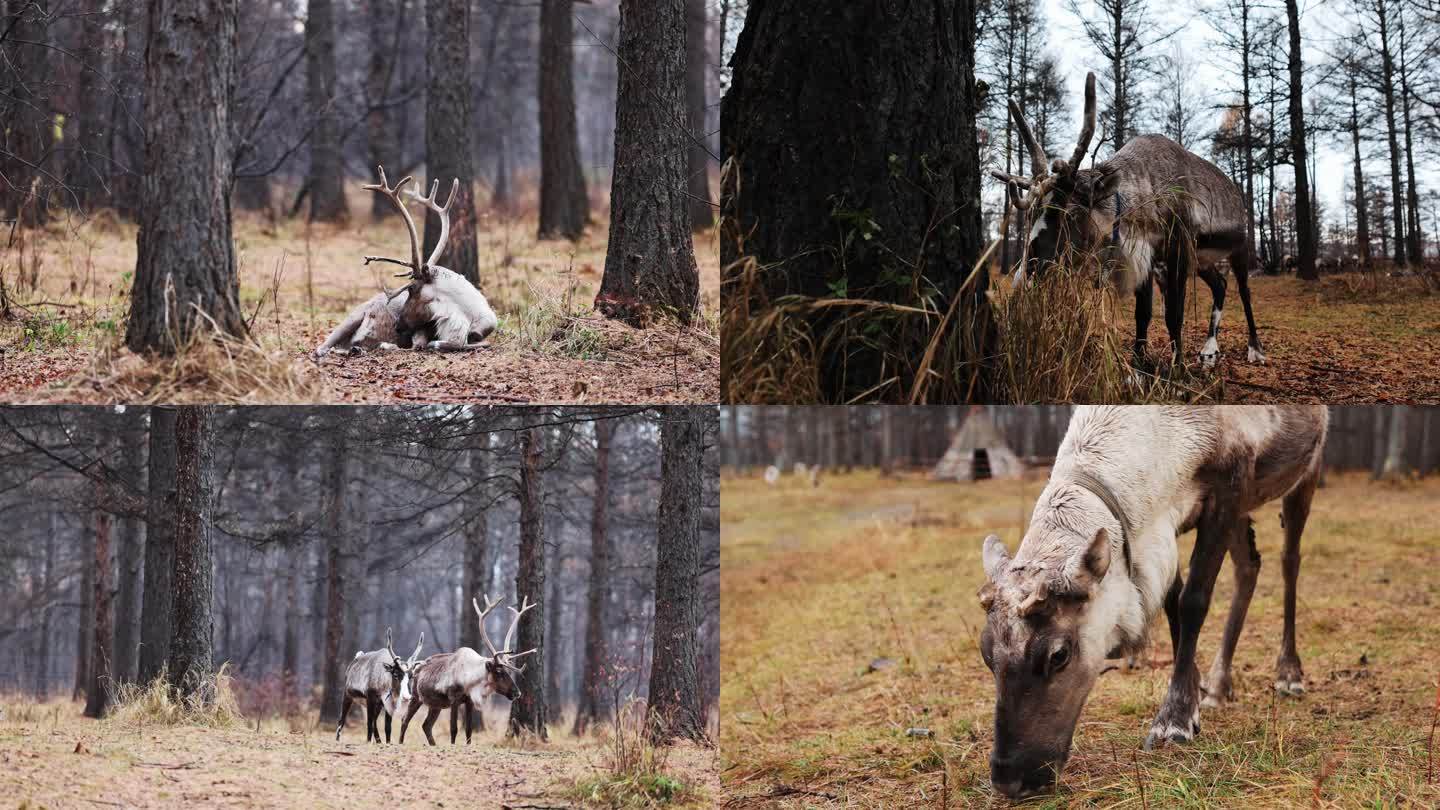 大兴安岭地区森林中的鄂温克驯鹿
