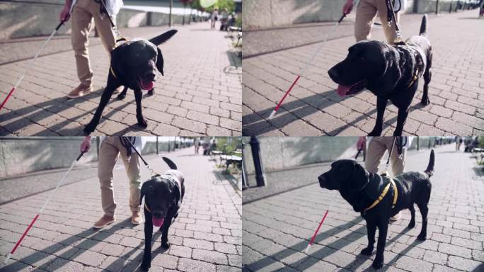 一个无法辨认的盲人带着导盲犬在城市户外行走。缓慢的运动。