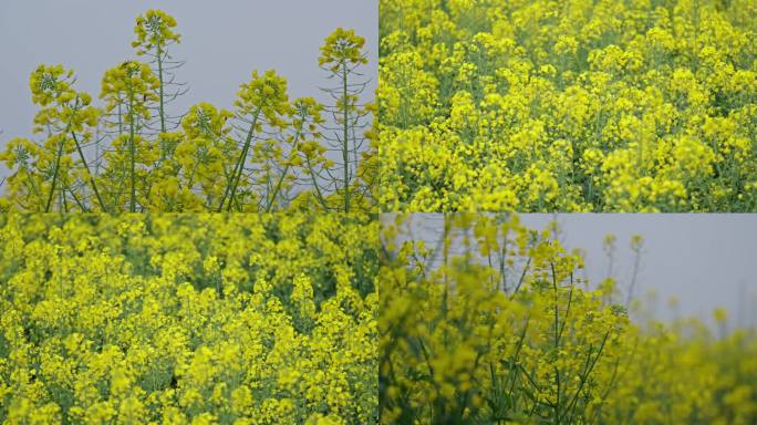 4k油菜花花田花海意境