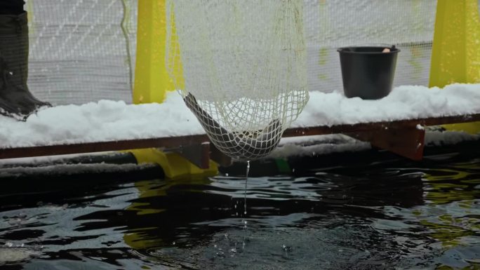 网捕鳟鱼特写:有机水产养殖一瞥