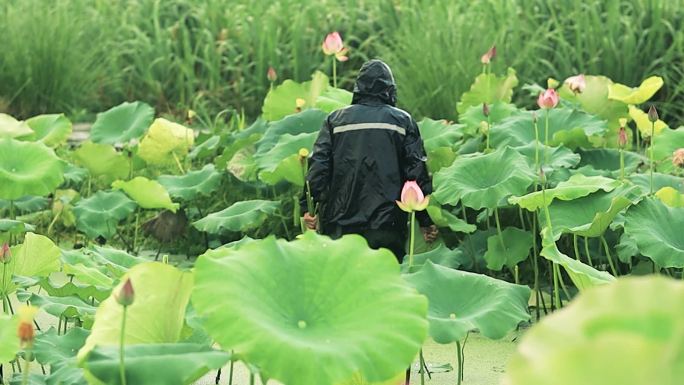 下雨天的荷塘里，农民正寻找成熟的莲蓬